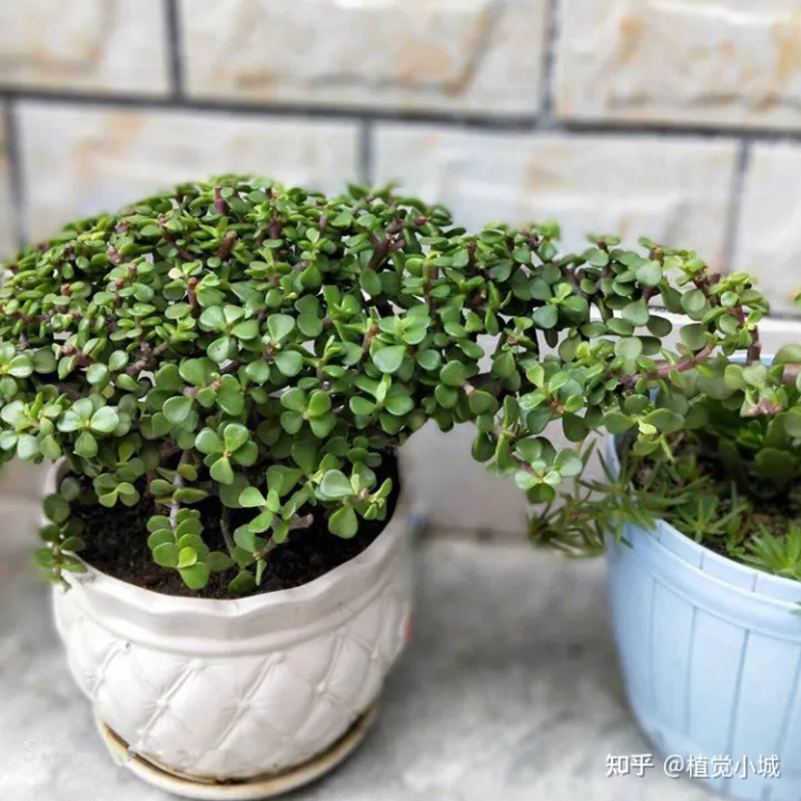 我想养什么花,为什么养，养花大全35集，收藏起来，什么花都能养好！送给爱养花的朋友