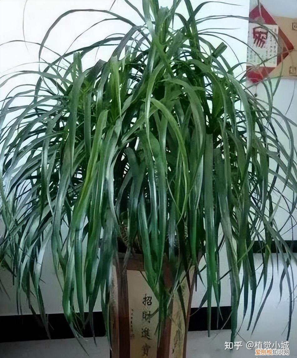 我想养什么花,为什么养，养花大全35集，收藏起来，什么花都能养好！送给爱养花的朋友