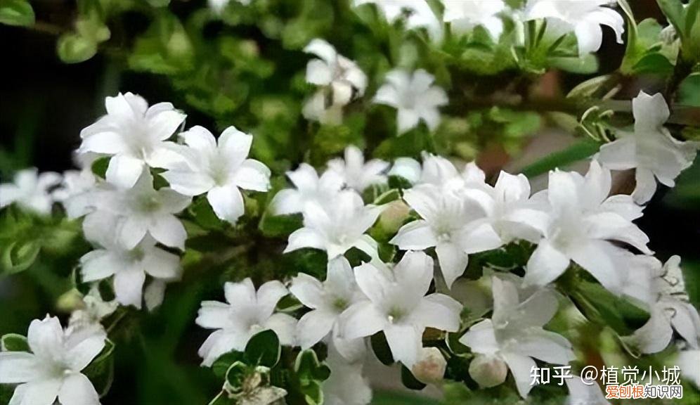 我想养什么花,为什么养，养花大全35集，收藏起来，什么花都能养好！送给爱养花的朋友