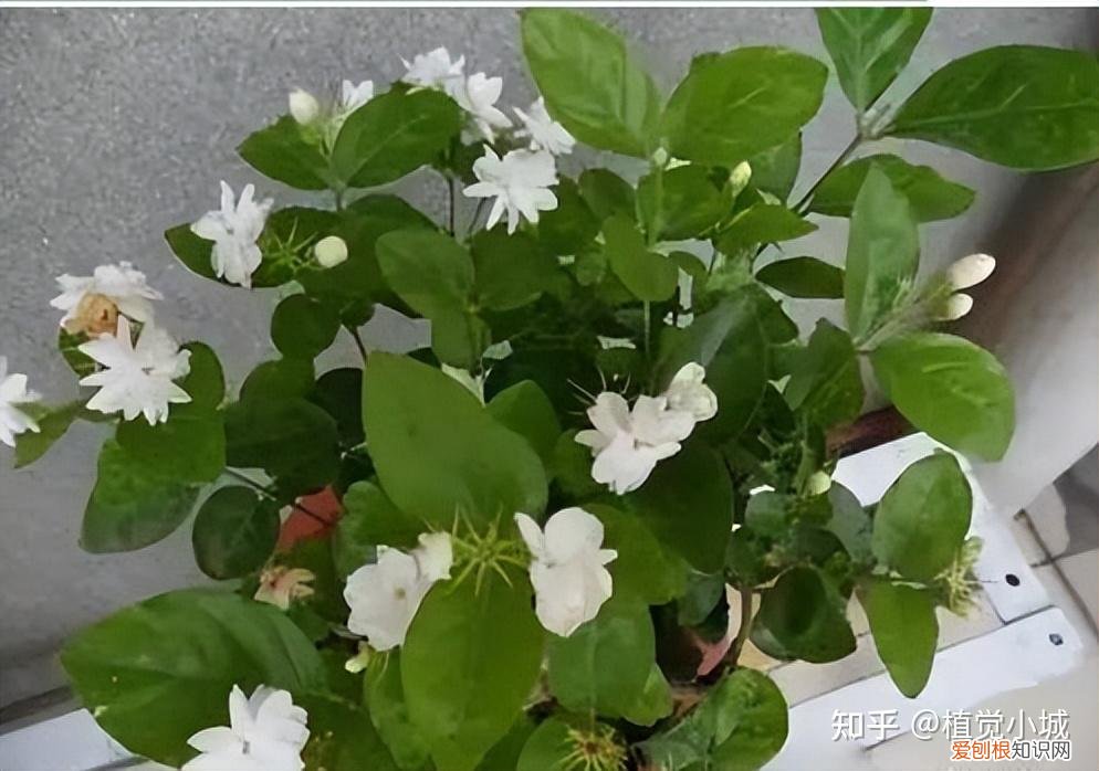 我想养什么花,为什么养，养花大全35集，收藏起来，什么花都能养好！送给爱养花的朋友