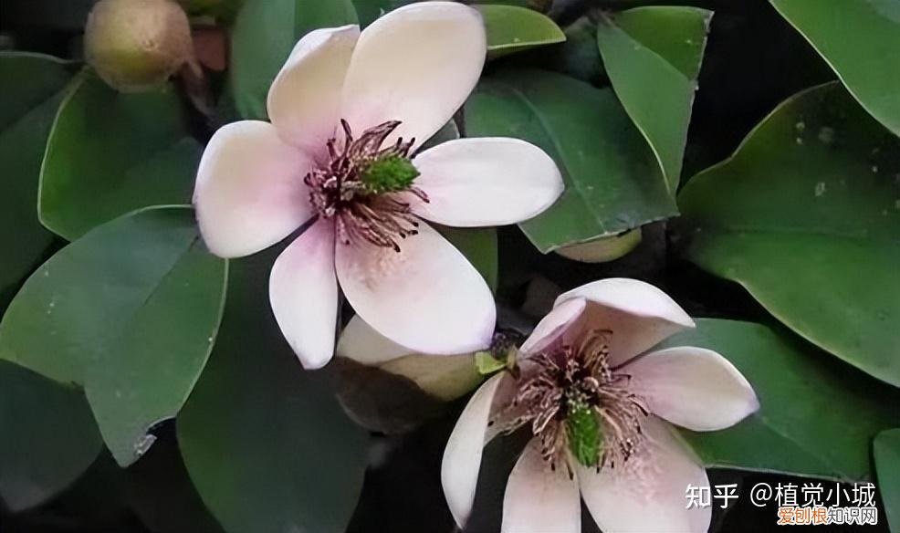 我想养什么花,为什么养，养花大全35集，收藏起来，什么花都能养好！送给爱养花的朋友