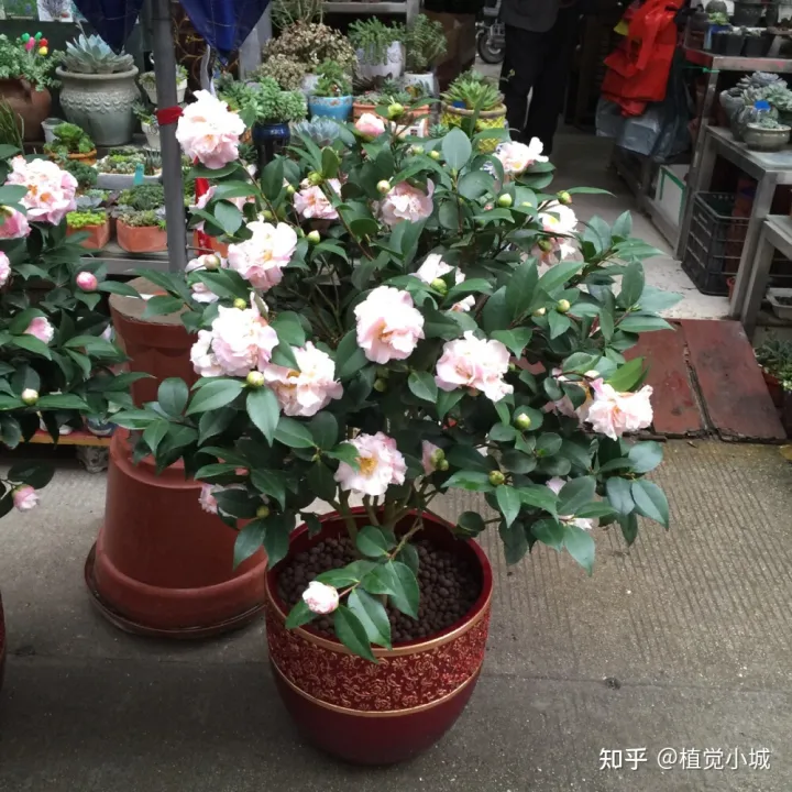 我想养什么花,为什么养，养花大全35集，收藏起来，什么花都能养好！送给爱养花的朋友