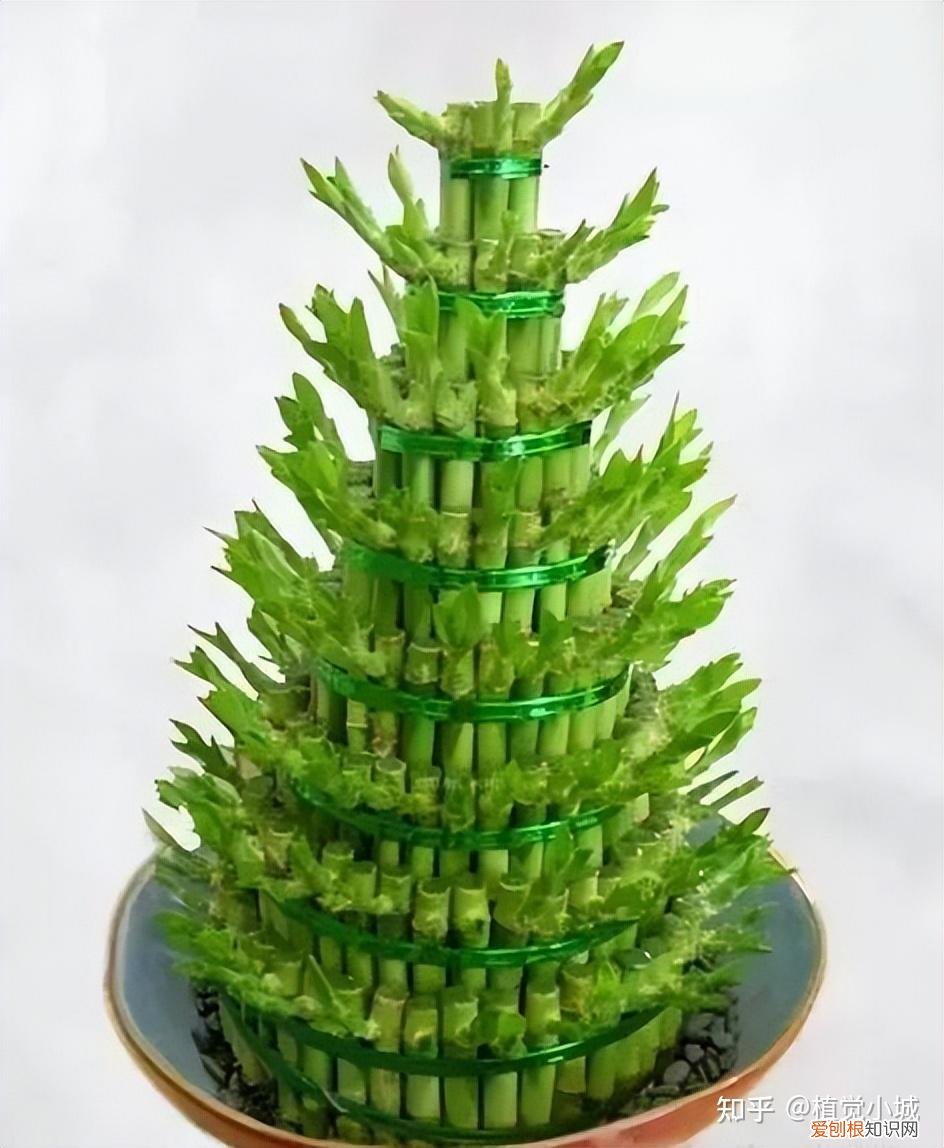 我想养什么花,为什么养，养花大全35集，收藏起来，什么花都能养好！送给爱养花的朋友