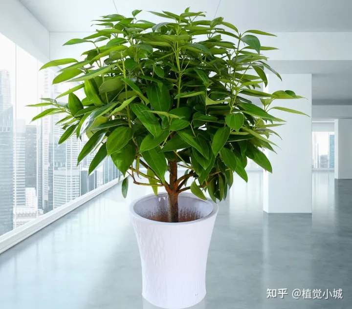 我想养什么花,为什么养，养花大全35集，收藏起来，什么花都能养好！送给爱养花的朋友