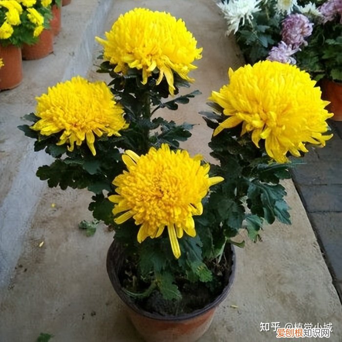 我想养什么花,为什么养，养花大全35集，收藏起来，什么花都能养好！送给爱养花的朋友