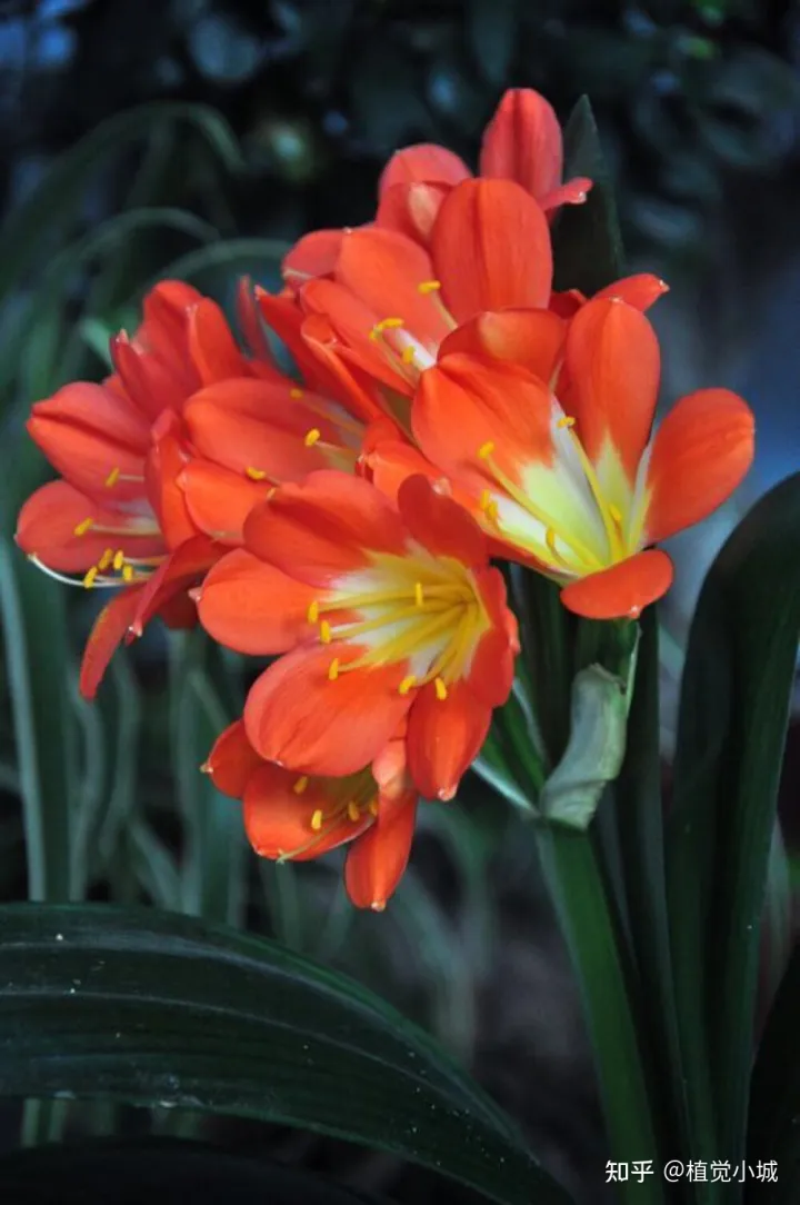 我想养什么花,为什么养，养花大全35集，收藏起来，什么花都能养好！送给爱养花的朋友