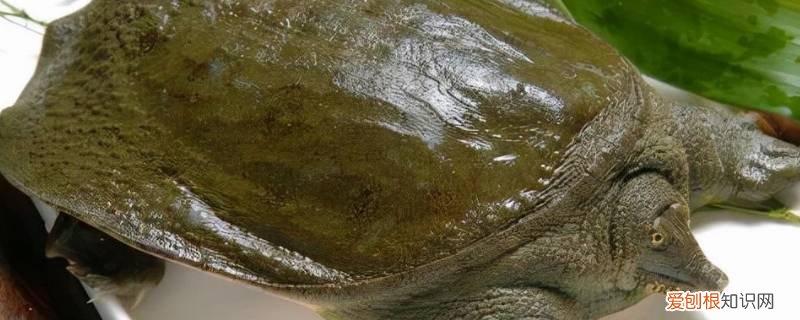 稻田鳖怎么养殖技术 稻田养鳖好还是藕田养鳖好