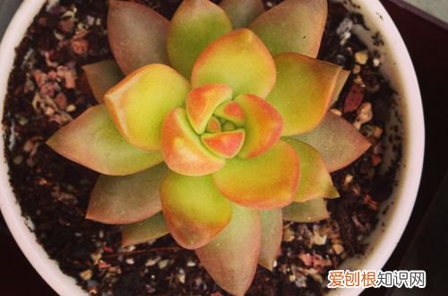 图 黄丽怎么养得又大又肥(黄丽怎么养的好)