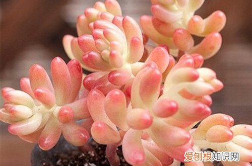 图 各属多肉植物度夏方法大全(夏种型多肉植物图片)