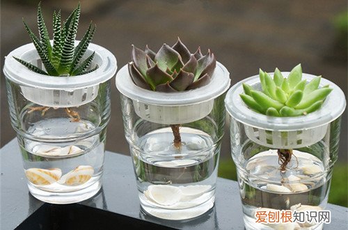 图 多肉植物水培用什么水，多肉植物水培怎么换水(多肉植物如何水培养)