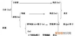 果肉是由什么发育而来