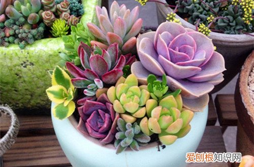 图 多肉植物播种教程(多肉种植流程图)