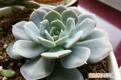 图 鲁氏石莲花与皮氏石莲花的区别(皮氏石莲和鲁氏石莲的区别)