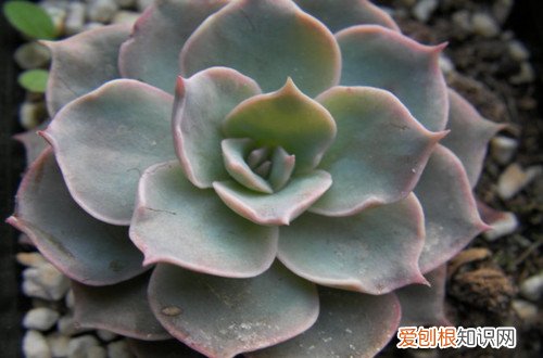 图 鲁氏石莲花与皮氏石莲花的区别(皮氏石莲和鲁氏石莲的区别)