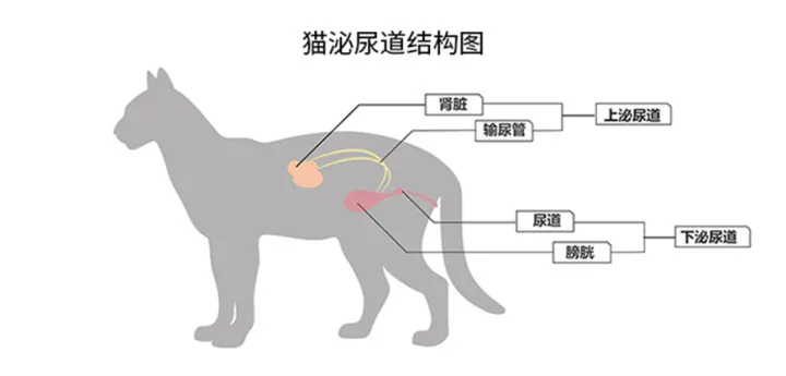 宠物猫尿结石如何治疗好，宠物小知识——猫咪尿结石