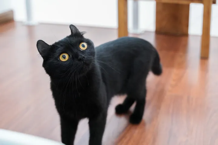 宠物猫尿结石如何治疗好，宠物小知识——猫咪尿结石