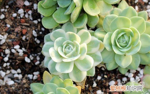 富士山多肉 多肉植物富士的养殖方法