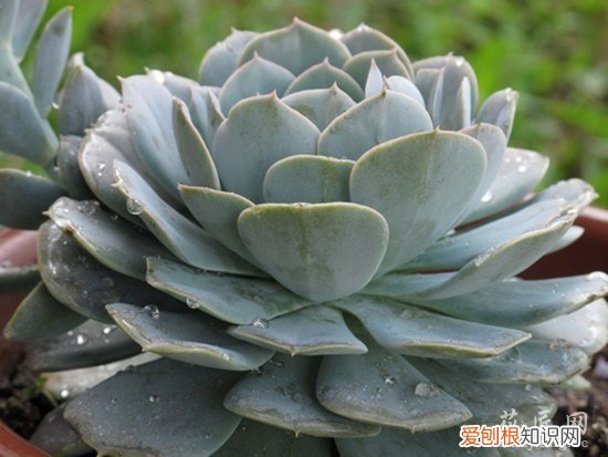 石莲花养殖方法和注意事项 石莲花栽培技术以及繁殖方法