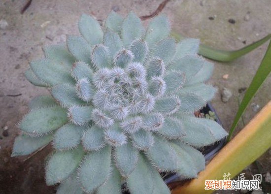 青渚莲怎么养才能开花 青渚莲怎么养