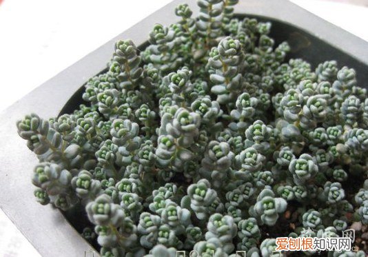 姬星美人怎么养才爆盆图解 姬星美人怎么养才爆盆