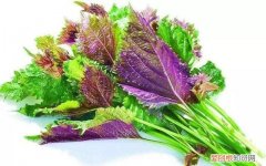 经常吃紫苏叶有什么好处 常吃紫苏叶的功效与作用