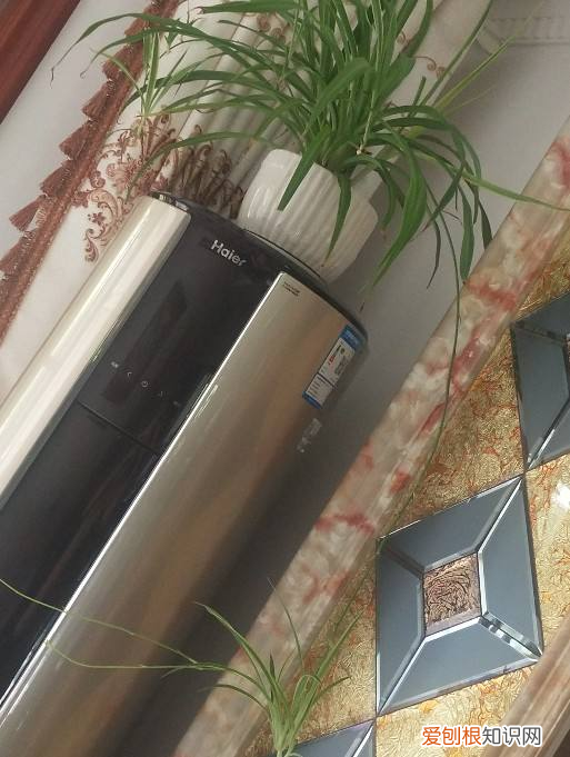 家里不适合摆什么花,屋里摆花有讲究,不能随便放,5个摆花小技巧赶紧学