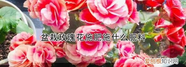 玫瑰花怎么施肥，玫瑰花施肥施什么肥料