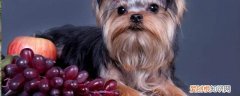 狗狗可以吃葡萄? 狗可以吃葡萄吗《狗狗可以吃哪些水果》