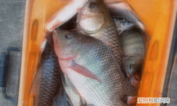 钓鲢鳙最佳时间是什么时候，钓鲢鳙什么时候是最佳时间