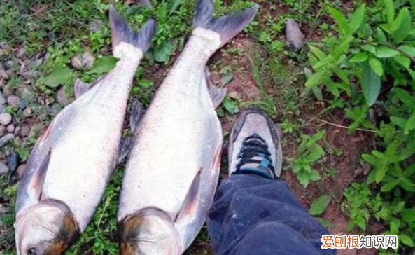 钓鲢鳙最佳时间是什么时候，钓鲢鳙什么时候是最佳时间