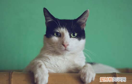 猫咪睡觉为什么把身体蜷成一团 猫咪唾觉为什么蜷成团