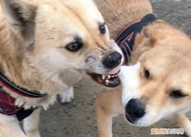 两条狗相互咬是在玩吗 两只狗狗互相咬是玩吗