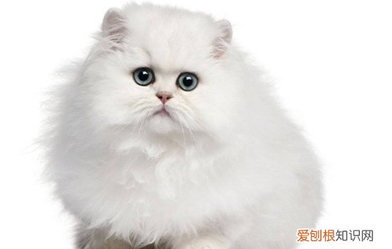 7个月的猫一天吃多少猫粮 七个月猫咪一天吃多少猫粮