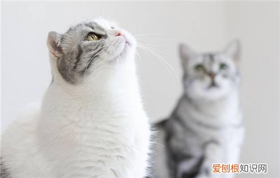 猫为什么喜欢喝主人杯子里的水和尿 猫为什么喜欢喝主人杯子里的水