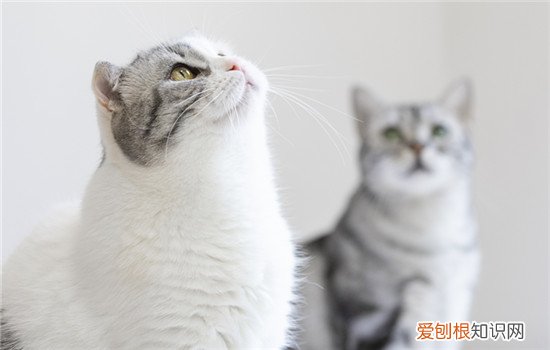 小猫咪一喘一喘是怎么回事啊 猫咪一喘一喘的是怎么回事