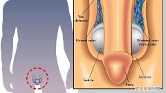 为什么男性阴茎会无端勃起，3种食物让你阴茎越来越硬