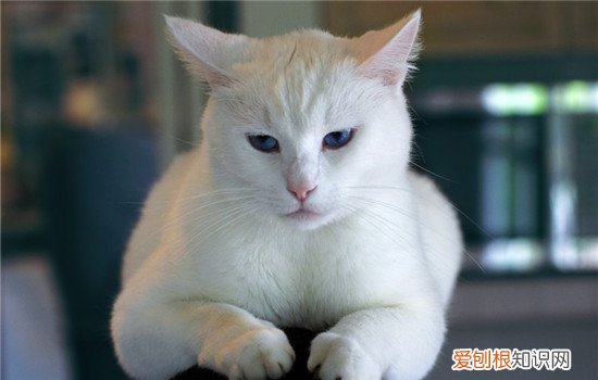 博汪猫粮美毛吗 博汪猫粮含有深海鱼油