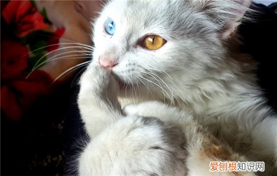 博汪猫粮哪个系列好 海洋鱼系列的猫粮很不错