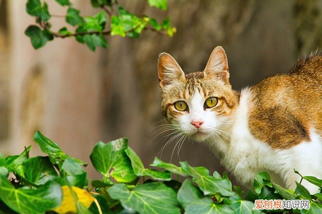 羊奶粉还没到给奶猫吃什么 捡到小猫没有羊奶粉怎么办