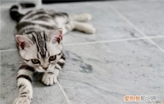 博汪猫粮哪一款比较好 博汪猫粮的优点是什么