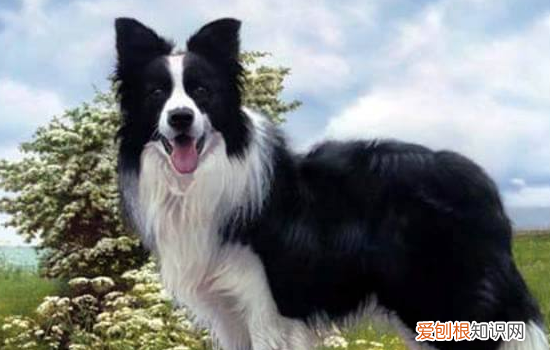 博汪狗粮狗狗喜欢吃吗? 主要成分都是鲜肉了还不喜欢?