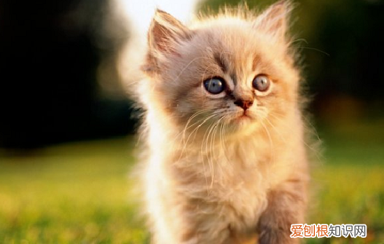 养猫咪要注意些什么人类健康 养猫咪要注意些什么