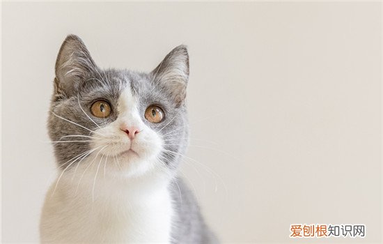 养猫咪会有蟑螂吗 养猫后有好多蟑螂