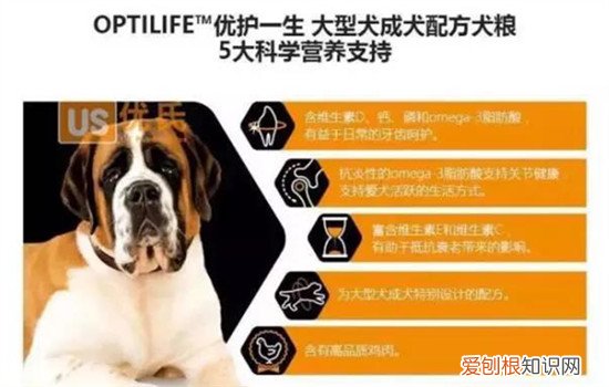 狗粮什么牌子好还便宜 这五款狗粮任君选择