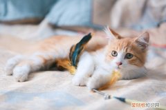 猫条一天能给吃多少 猫条一天吃多少合适