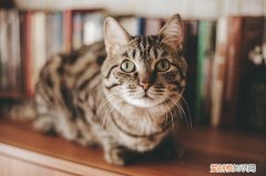 猫咪到冬天会变懒吗 猫到了夏天为什么变懒