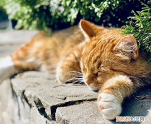 薄荷对猫有影响吗 薄荷对猫有危害么