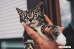 没猫沐浴露怎么洗猫 没有沐浴露猫怎么洗澡