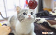 小奶猫可以吃什么食物呢 小奶猫可以吃什么食物