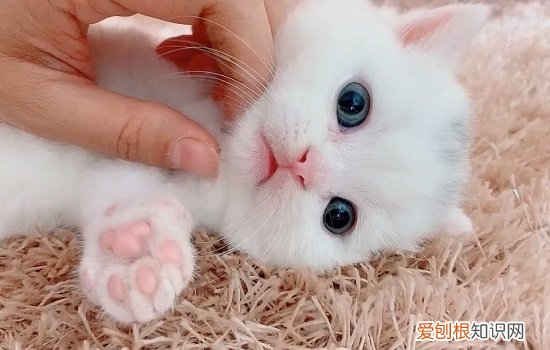 满月的小奶猫吃什么 小奶猫吃什么?